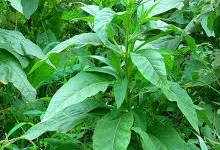 tabak-pflanze